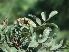Blumeriella