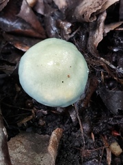 Stropharia aeruginosa