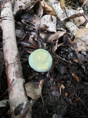 Stropharia aeruginosa
