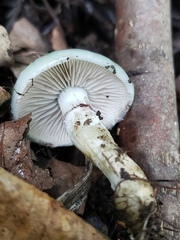 Stropharia aeruginosa