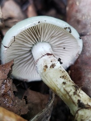 Stropharia aeruginosa