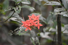Ixora coccinea