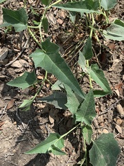 Cucurbita foetidissima