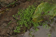 Callitriche palustris