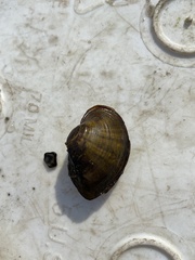 Truncilla truncata