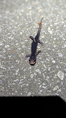 Plethodon