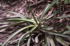 Agave vivipara