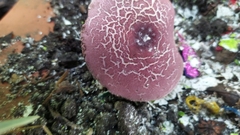 Leucoagaricus lilaceus