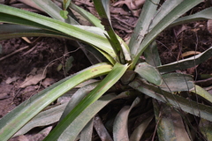 Agave vivipara