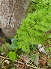 Apiales