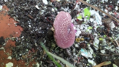 Leucoagaricus lilaceus