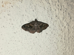 Toxonprucha repentis