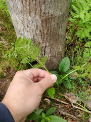 Apiales