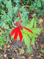 Lobelia cardinalis