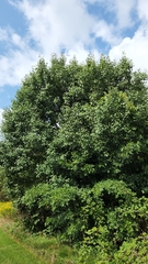 Pyrus calleryana