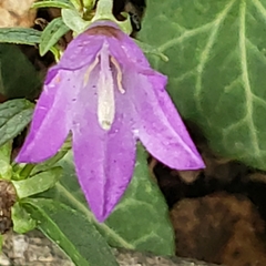 Campanula rapunculoides