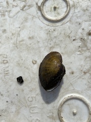 Truncilla truncata