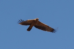 Aquila rapax