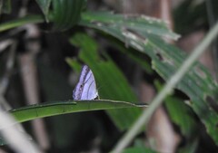 Archeuptychia cluena