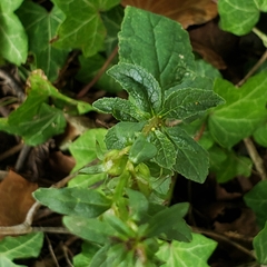 Campanula rapunculoides