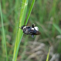 Triepeolus concavus