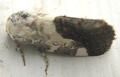 Acontia discoidea