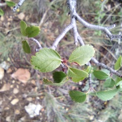 Amelanchier utahensis utahensis