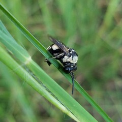 Triepeolus concavus