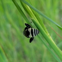 Triepeolus concavus