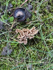 Clavulina cinerea