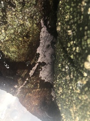 Chamberlainium tumidum