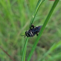 Triepeolus concavus