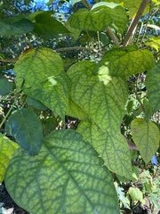 Catalpa speciosa