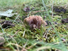 Clavulina cinerea