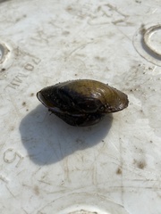 Truncilla truncata