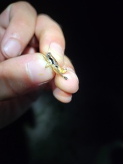 Melanoplus withlacoocheensis