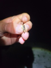 Melanoplus withlacoocheensis