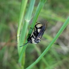 Triepeolus concavus