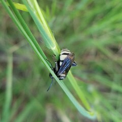 Triepeolus concavus