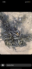 Fucus