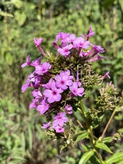 Phlox maculata