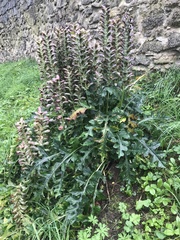 Acanthus