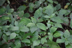 Strobilanthes hamiltoniana