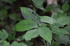 Strobilanthes hamiltoniana