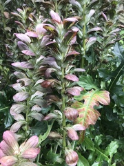 Acanthus