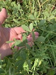 Baptisia alba