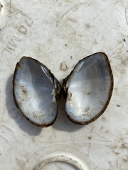 Truncilla truncata