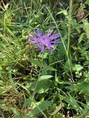 Centaurea