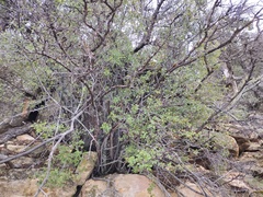 Amelanchier utahensis utahensis