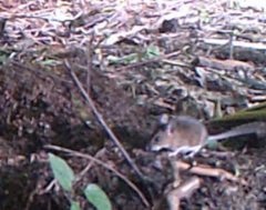Apodemus sylvaticus